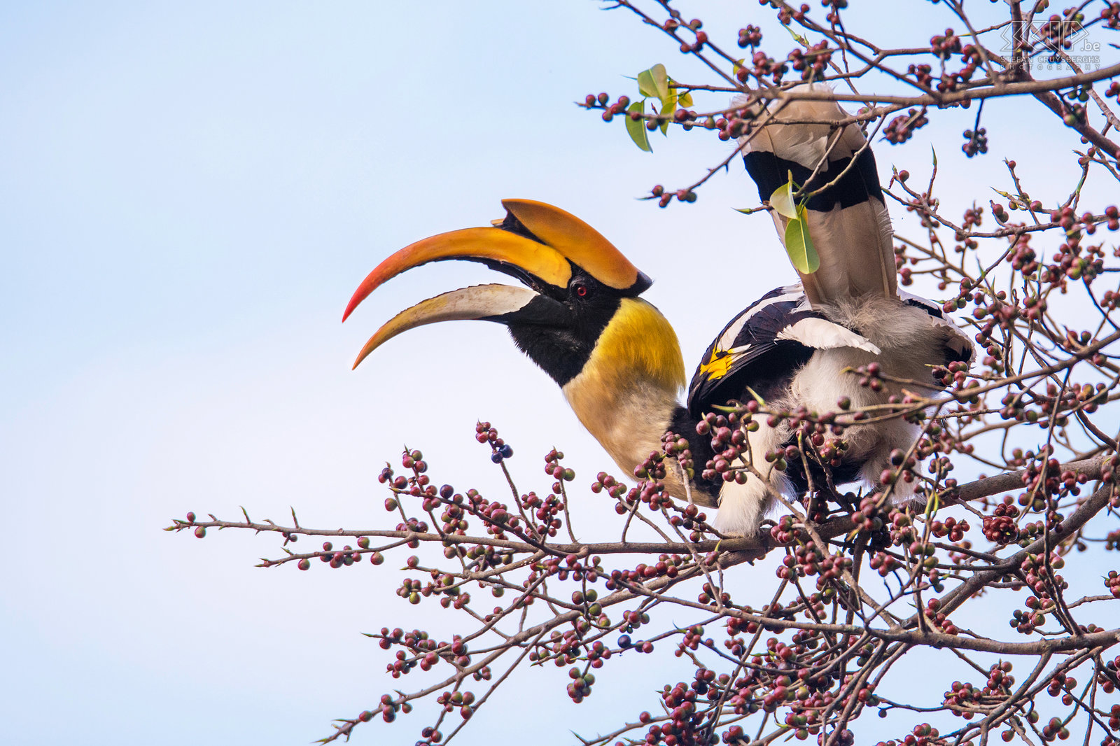 Valparai - Great Indian hornbill Great Indian hornbills (Buceros bicornis) are predominantly frugivorous, but they also eat small mammals, reptiles and birds. During the breeding season the male brings food to the female in the nest. Stefan Cruysberghs